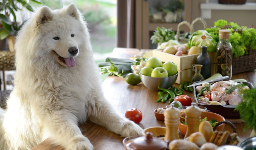 Healthy American Eskimo Dog Diet: Top Recommended Foods and Portion Sizes for Optimal Nutrition